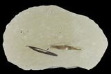 Two Fossil Willow Leaves (Salix) - Green River Formation, Utah #117969-1